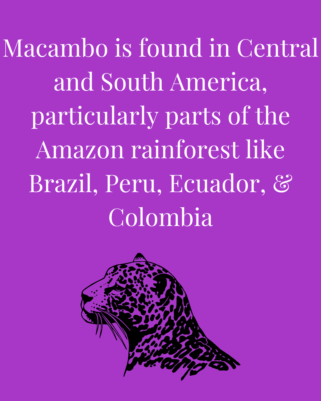 Macambo Blend Peruvian Chocolate