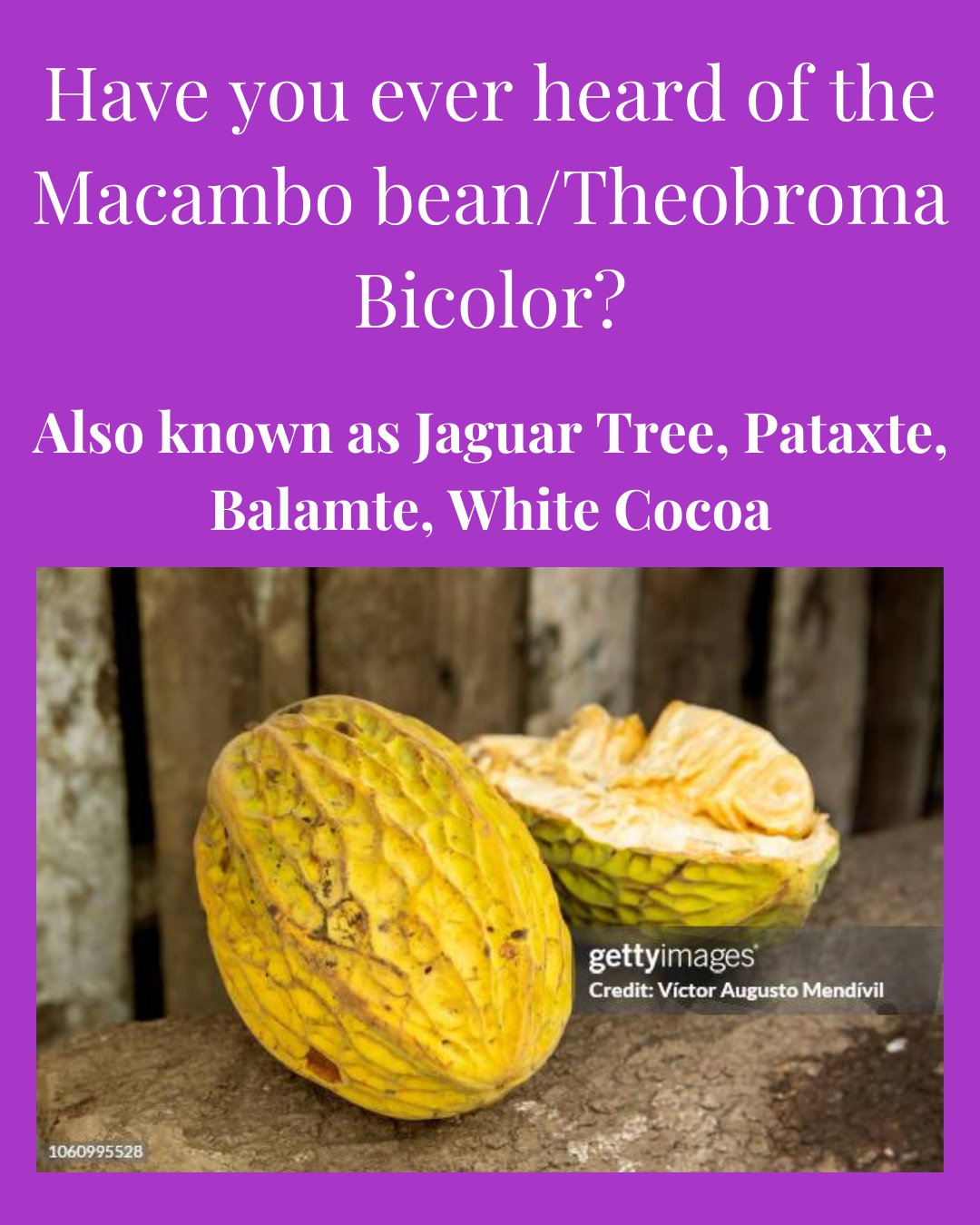 Macambo Blend Peruvian Chocolate